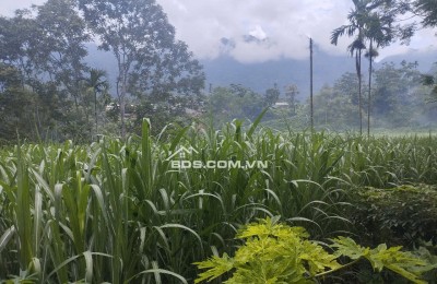 NGÂN HÀNG PHÁT MẠI 1315M ĐẤT TẠI THÔN TRÉ, XÃ BÁ THƯỚC, TỈNH THANH HÓA.